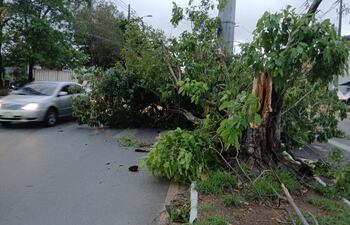 Reportan varios árboles caídos sobre la avenida Félix Bogado.