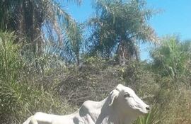 El bovino de raza Brahma fue hurtado, ocasionando al pequeño productor una pérdida estimada en G. 8 millones.
