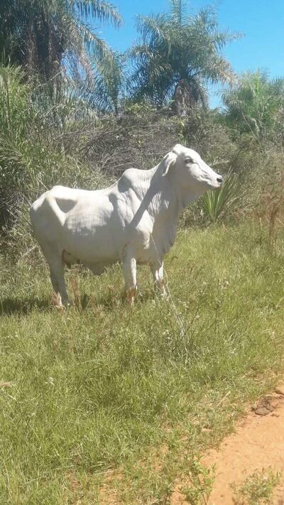 El bovino de raza Brahma fue hurtado, ocasionando al pequeño productor una pérdida estimada en G. 8 millones.