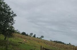 Denuncian que intendente de Juan de Mena realiza tala irregular de árboles de eucaliptos