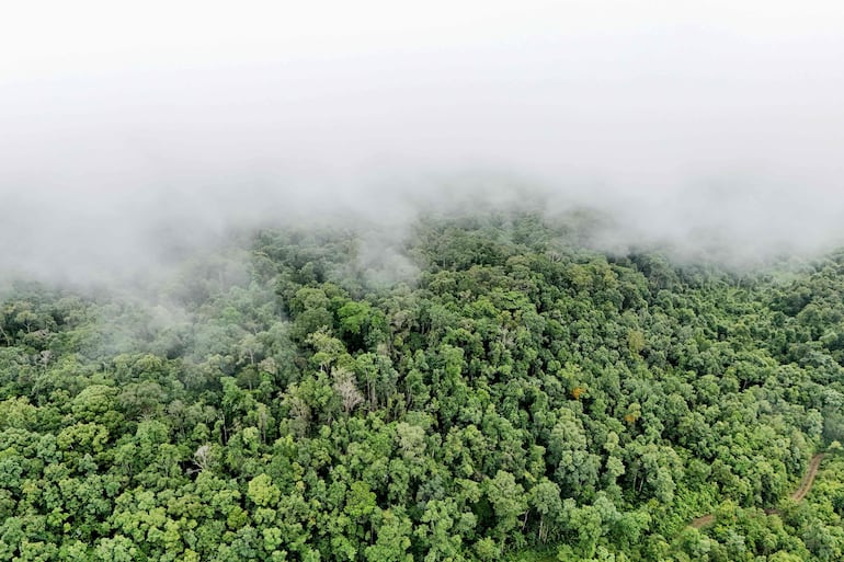Esta foto aérea tomada el 10 de junio de 2026 muestra el bosque protegido en las montañas centrales de Cardamomo, en la provincia de Koh Kong. Sobre el sonido de la lluvia que cae en cascada a través del dosel de la selva, se eleva el sobrecogedor llamado de un gibón crestado que canta para ahuyentar a los intrusos en las montañas Cardamomo de Camboya.