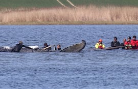 Varias personas se encuentran cerca de una ballena jorobada varada en la bahía de Wismarer Bucht, en el mar Báltico, frente a la isla de Poel, en el norte de Alemania, cerca del pueblo de Faehrdorf-Hof, el 28 de abril de 2026.