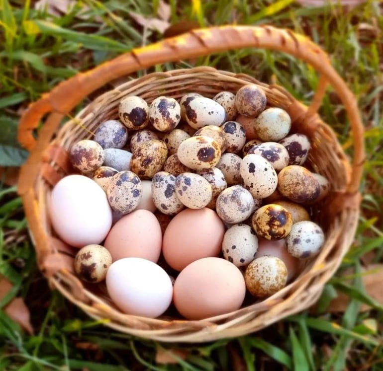 En la Granja Kabure'i, los pequeños podrán conocer todo tipo de huevos, descubrir su origen y aprender sobre la producción de alimentos naturales en un recorrido educativo y divertido.