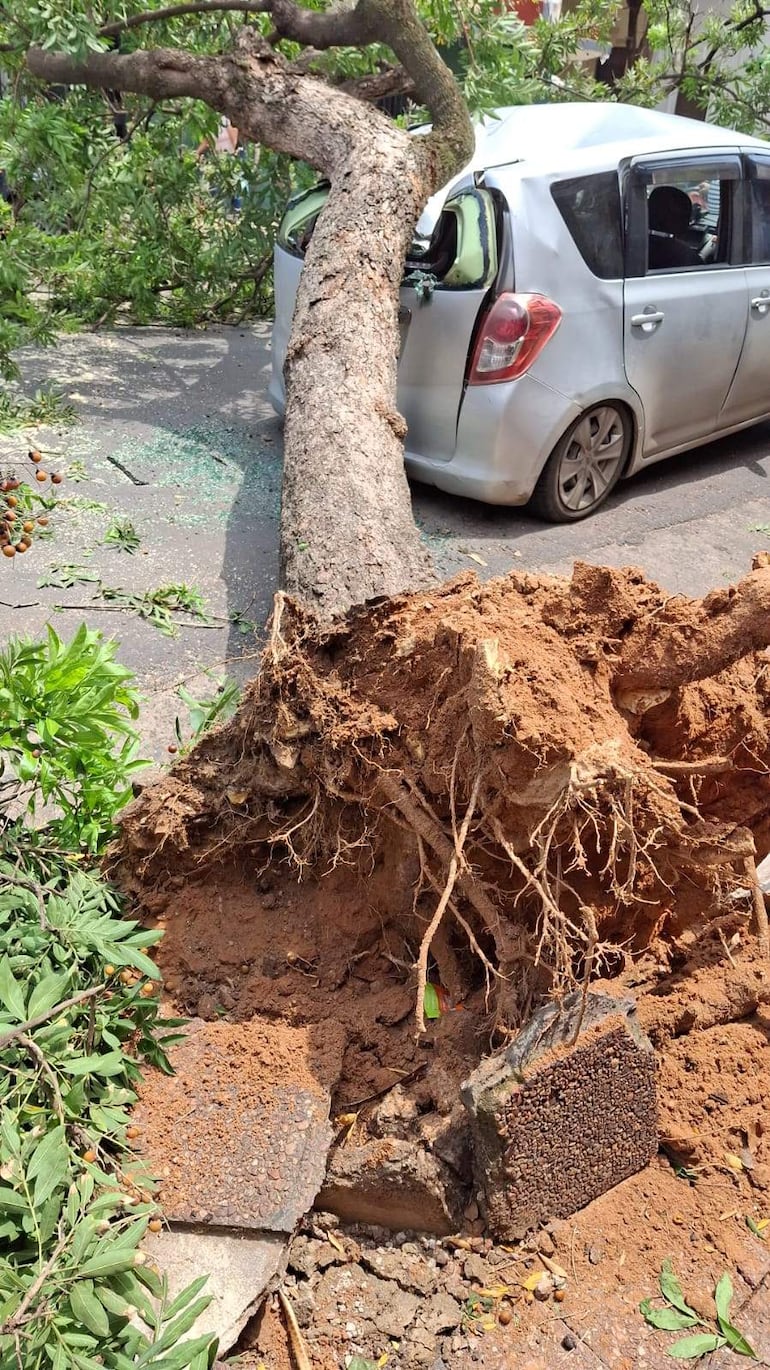 Árbol caído hacia la derecha sobre un auto gris dañado, con raíces expuestas y tierra esparcida en la calle pavimentada.