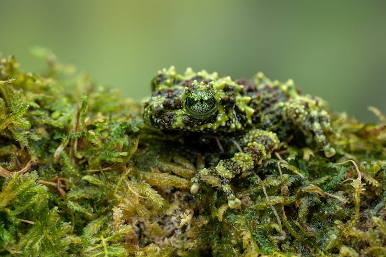 Theloderma corticale.