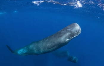 Cachalote, imagen ilustrativa.