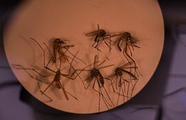 Fotografía del mosquito Aedes aegypti, responsable de transmitir el dengue, a través de un microscopio. Un estudio ceintífico demostró que son resistentes a uno de los pesticidas más utilizados.