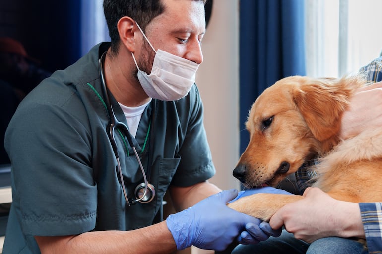 Perro golden retriever con un veterinario.