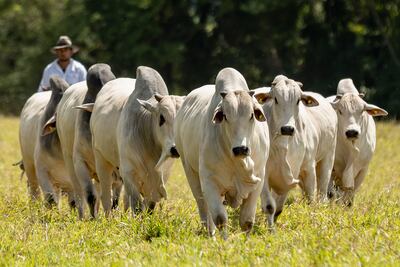 Sudameris se afianza como el banco rural, esta vez lo hizo en Guairá