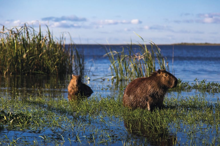 En los humedales del Iberá, al norte de Argentina, es posible divisar capibaras, roedores de gran peso y tamaño, nativos de Sudamérica. Foto: Daniel Falcão-Getty Images, facilitada por Lonely Planet.  Best in Travel.