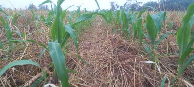 Cultivo de maíz beneficiado por la lluvia registrada en Caazapá.