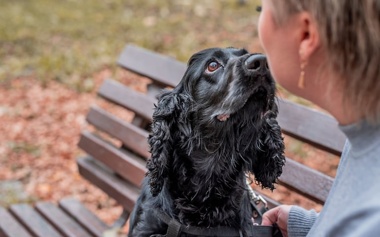 Los perros pueden distinguir entre el miedo y la tristeza en los rostros humanos.
