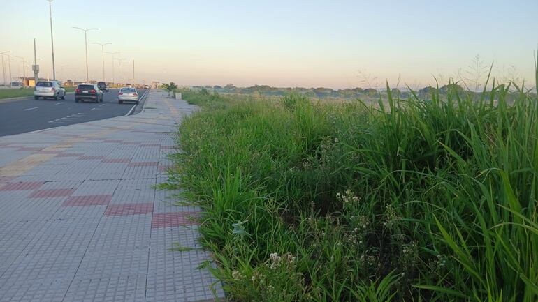 Matorral en la Costanera Sur