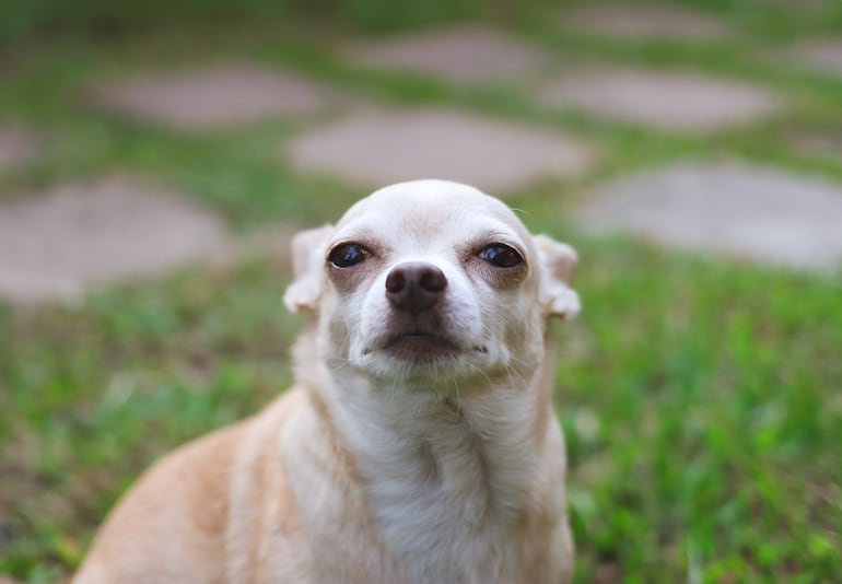 El lenguaje de las orejas de los perros.