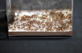 Hormigas en una caja transparente.