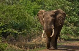 Elefante africano (Loxodonta africana) en el parque nacional South Luangwa, Zambia