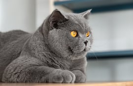 Gato British Shorthair.