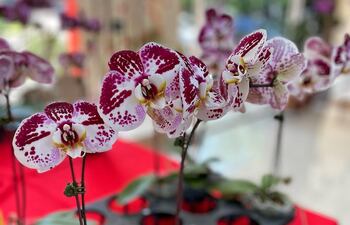 Orquídeas-Centro de Exposición del MAG