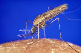 Mosquito Anopheles.