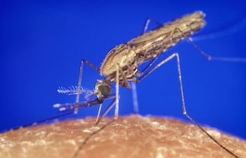Mosquito Anopheles.