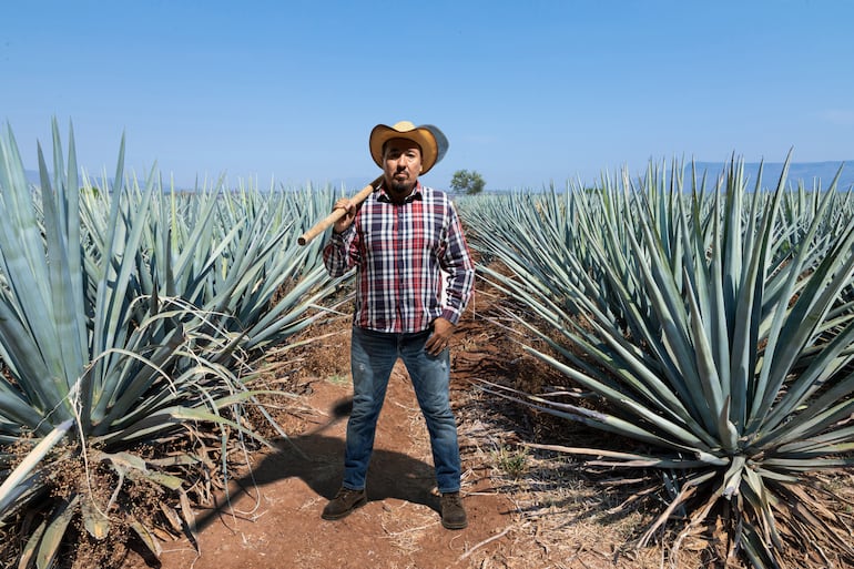 Jimador en el pueblo de Tequila, México.