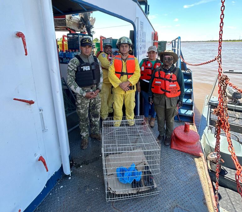 Rescatan a oso melero que abordó un remolcador en San Antonio. Bomberos, técnicos del Mades y la Armada colaboraron tras el pedido de los tripulantes.