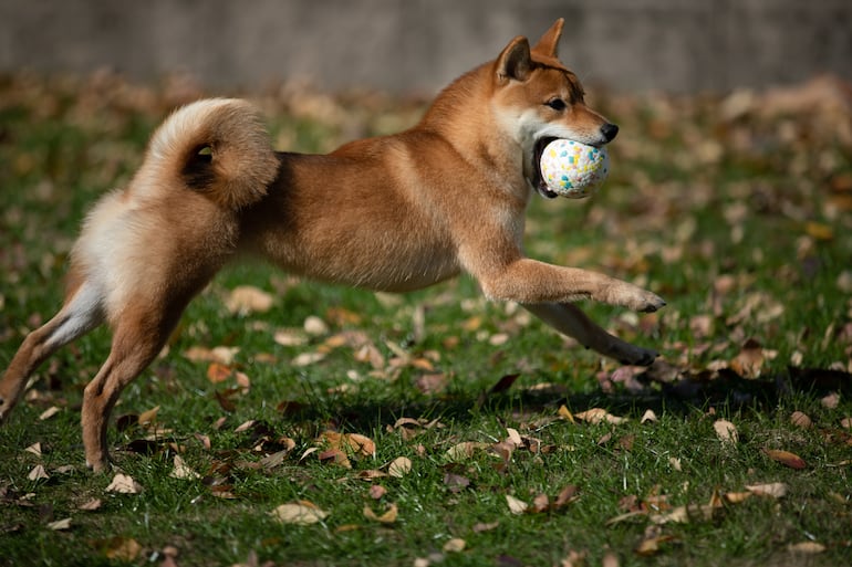 Perro de la raza Shiba inu.