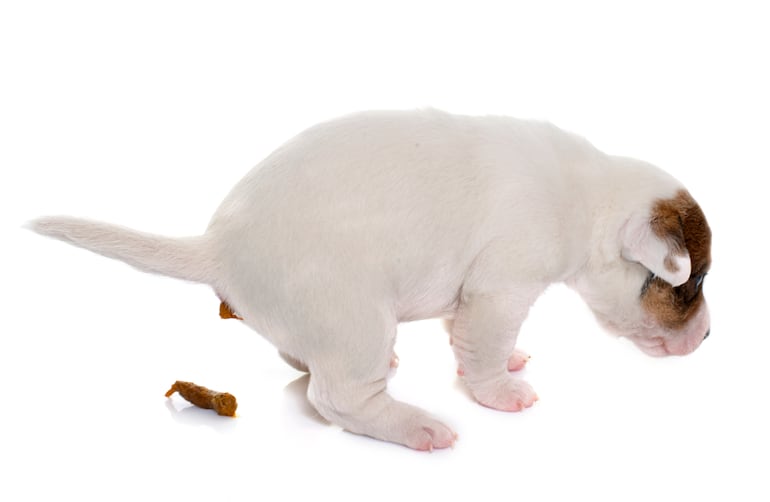 Cachorro defecando.