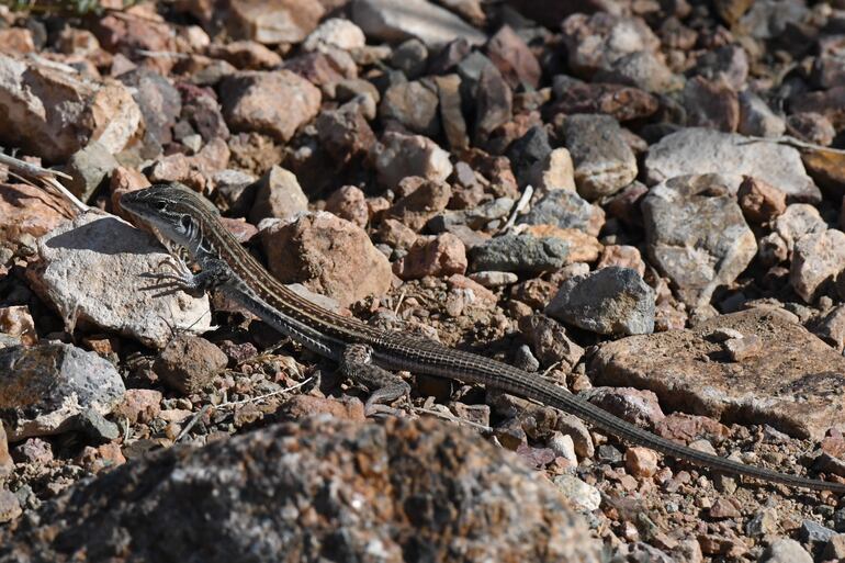 Lagartija, Aspidoscelis gularis.