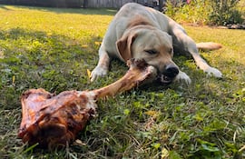 Un perro mastica un hueso, imagen ilustrativa.