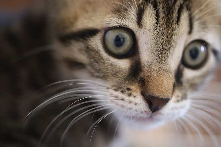 El oído de los gatos es más sensible y el ruido sostenido puede afectar sueño, apetito y salud.