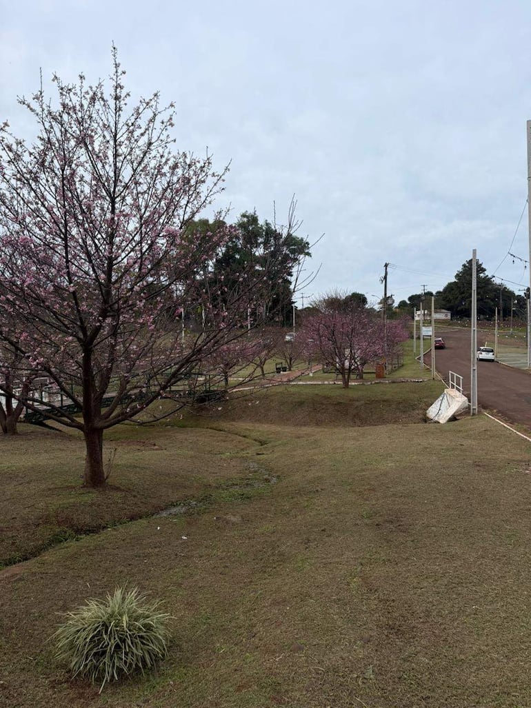 Paisaje urbano con árboles de cerezo en flor y césped verde, en un día parcialmente nublado.