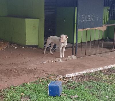 El perro que supuestamente atacó a la niña de 9 años.