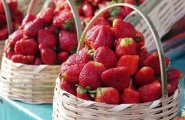 Las frutillas de Areguá son muy apreciadas por los turistas.