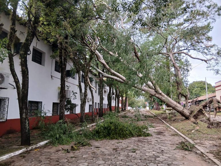 Temporal con ráfagas de hasta 70 km/h provocó caída de árboles y cortes de energía en Pilar