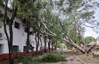 Entorno urbano con un edificio blanco y rojo de fondo, y árboles caídos sobre un camino pavimentado.