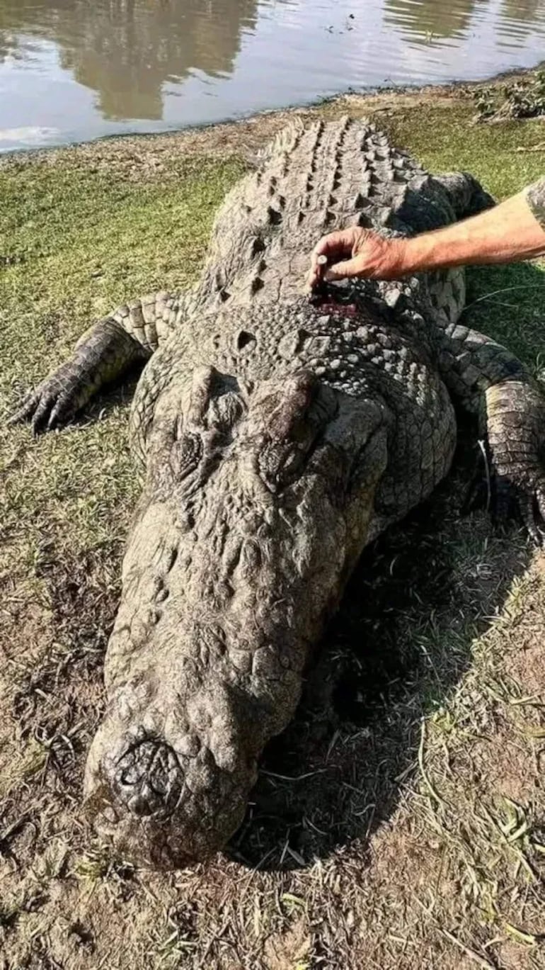Cocodrilo marino en la orilla, mientras una mano lo acaricia. Piel áspera y escamosa, en entorno natural.