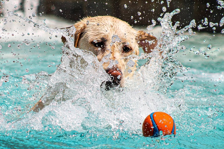 Perro labrador retriever en el agua.