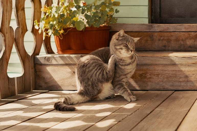 Gato se rasca.