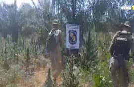 Encontraron plantaciones y marihuana picada.
