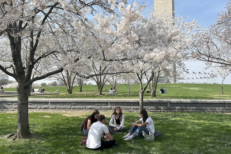 Personas comparten sentadas debajo de árboles de cerezos florecidos este jueves, en la cuenca Tidal en Washington (EE.UU.).