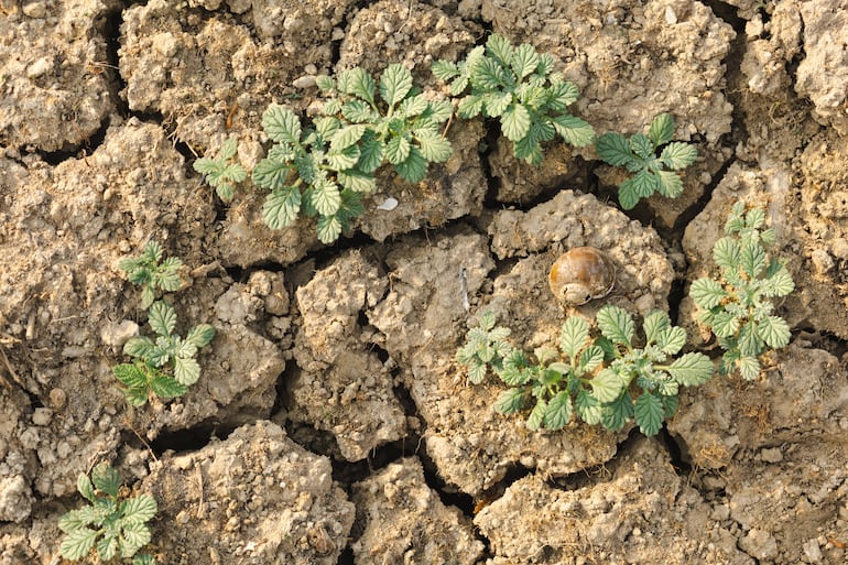 Concepto de sequía y desertificación.