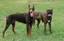 Perros de la raza Doberman y Boxer.