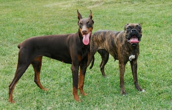 Perros de la raza Doberman y Boxer.