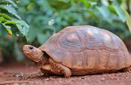 Entre las tortugas más conocidas de nuestro país está el “Karumbe o tortuga terrestre de patas rojas” (Chelonoidis carbonarius).