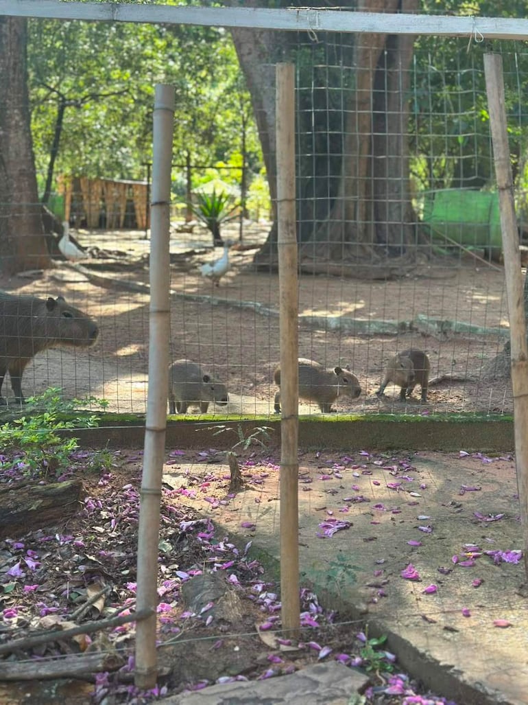 Cuatro capibaras caminan en recinto natural del zoológico, rodeadas de vegetación y suelo cubierto de hojas y pétalos del suelo.