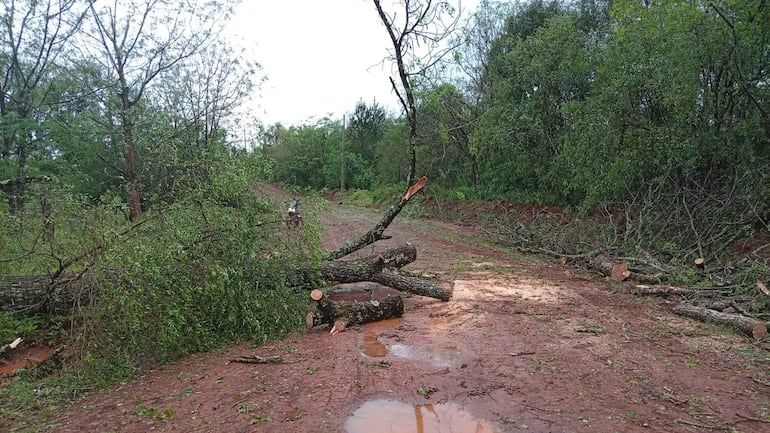 Paisaje forestal con troncos caídos y un camino de tierra húmedo, sin personas visibles.