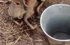 Un venadito exhausto por el cansancio y la sed llegó hasta una estancia, donde el peón busca refrescarle con el vital líquido, lejos de buscar sacrificarlo.