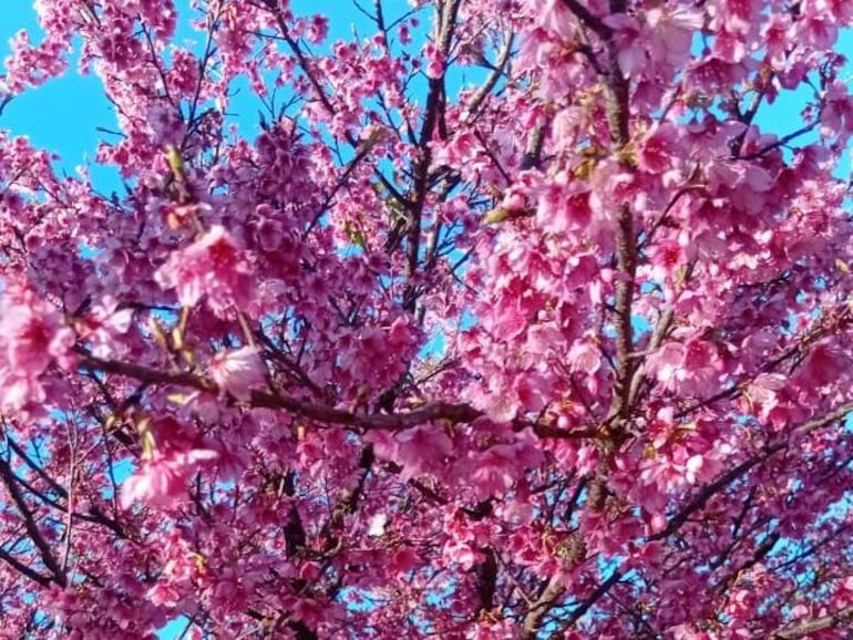 Sakura: con un festival musical celebrarán mañana la floración del cerezo en La Paz, Itapúa - Viajes