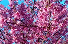 Árbol de cerezo en flor con flores rosas vibrantes, en un entorno al aire libre bajo un cielo despejado.